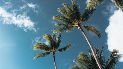 https://www.pexels.com/photo/low-angle-photography-of-palm-trees-1168764/